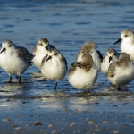 DRIETEENSTRANDLOPERS