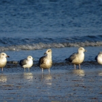 DRIETEENSTRANDLOPERS