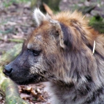 GEVLEKTE HYENA