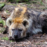 GEVLEKTE HYENA