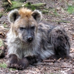 GEVLEKTE HYENA