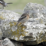 ROODBORSTTAPUIT VROUW