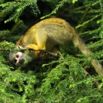 PERUAANS ZWARTKOPDOODSHOOFDAAPJE