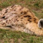 GEVLEKTE HYENA