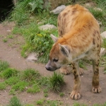 GEVLEKTE HYENA