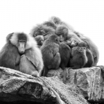 Warmte zoeken bij elkaar