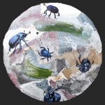 Mestkevers op LP III