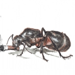 Mier met smeulende peuk