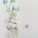 Lichtblauwe paddenstoeltjes