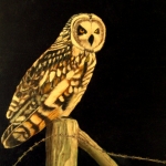 Velduil in avondlucht. (Verkocht).