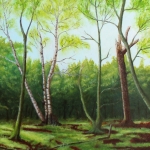 Vroege ochtendzon in het Reijersbosje bij Orvelte. 