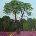 Oude dennenboom op heideveld 