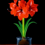 Boeiende amarillus in glazen potje