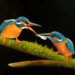 Ijsvogeltjes in paringsdans. Het mannetje biedt een visje aan het vrouwtje. Accepteert het dan gaan ze paren en een nestje bouwen.