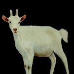 Geit, jong volwassen