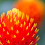 volgt, mij niet bekend