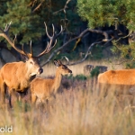 edelherten op de veluwe