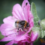 Hommel