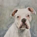 Witte boxer