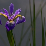 IRIS