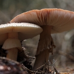 PADDENSTOELEN
