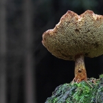 PADDENSTOELEN
