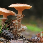 PADDENSTOELEN