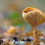 PADDENSTOELEN