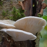 PADDENSTOELEN