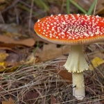 PADDENSTOELEN