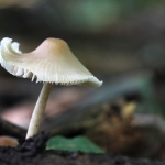 PADDENSTOELEN