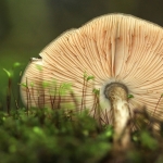 PADDENSTOELEN