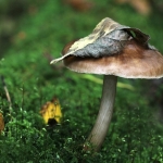 PADDENSTOELEN