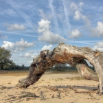 DRUNENSE DUINEN