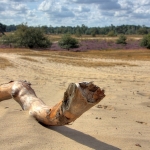 DRUNENSE DUINEN