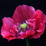 PAPAVER