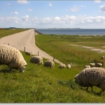 TEXEL