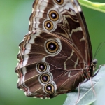 Uil vlinder