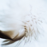 Feather in detail
