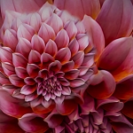 Dahlia in roze