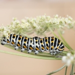 Levenscyclus in de natuur