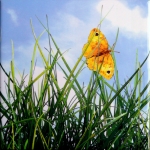 tegel geel vlindertje