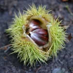 Tamme kastanje (Castanea sativa)