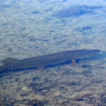 Snoek (Esox lucius)