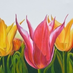 Complementary Tulips