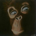 Chimpansee