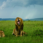 leeuwen in masai mara