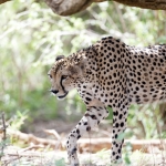 cheetah op jacht