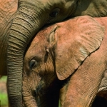 liefde tussen olifanten