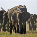 olfanten in Amboseli